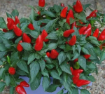Preppypeppers