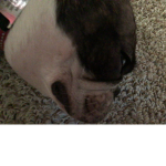 Pug are cool