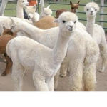 Alpaca Battle 【Official Group】