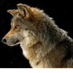 Animalslovers