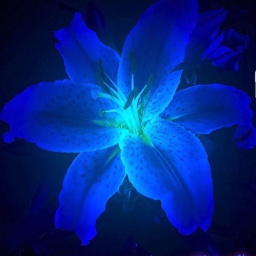 ´ ˗ˏˋ 💙 ˎˊ˗ `