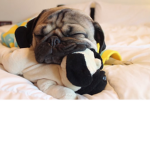 Doug the Pug Fans (And my friends)