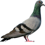 The Pigeon Gods.