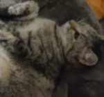Rip_Pepperboots