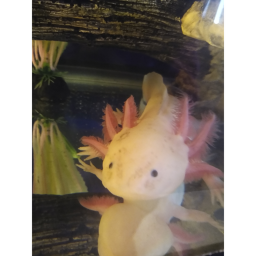 Axolotl Life RP