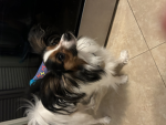 My own dog group