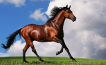HORSES ARE AMAZING #