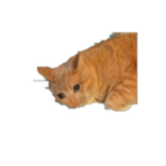sSpooks