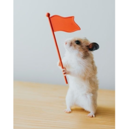 Hamster Capture The Flag