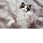 Cute cat group! :)