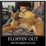 Doge and Floppa Peace association (cat + dog too!)