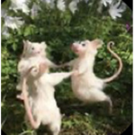 The.Ratsssssss.