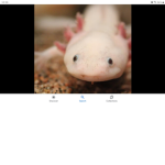 Empire of axolotls