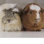 GUINEA PIG FANS FOREVER