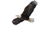 Ashley-Awesome-Eagle