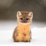Pine Marten