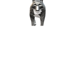 Wolf Pack (owner: slash)