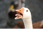 ~(˘▾˘~) The Geese (~˘▾˘)~