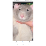 The Fat Rats :)
