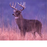 Lake`s super duper hunting/deer fan club!