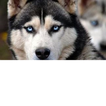 Murdering Huskies