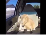 hopping out at the after party