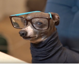 Jenna marbles dogs cute