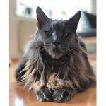 cat group for big rabbit
