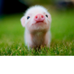 Pigs United,