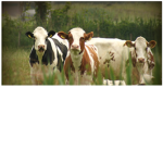 The Cozy Cows.