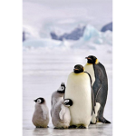 Penguin Brother
