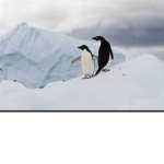 Penguin community Offical