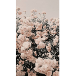 Poppy’s and Rose’s