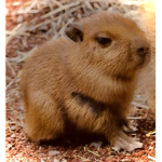 The Capybara Nation