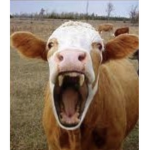 Moo Moo Sqaud :3