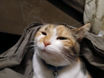 Lexi_the_therian/furry