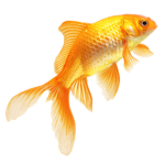 The Fishy Bois