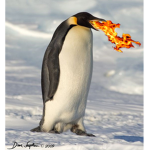 Penguin awesome