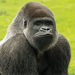 New Gorilla Games