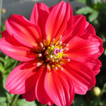 Fabulous Flower DTI