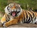 Animal455 Group Thumbnail
