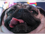 Lil ‘O Pug