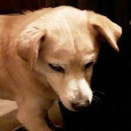 Story Game A life of a dog Sarges Story