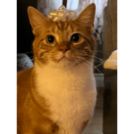 ~*People who love cats*~