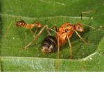Yellow crazy ants united