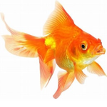 goldfish;-)