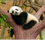 PandaPops