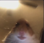 Furry content creator group and none content maker
