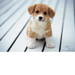 Puppy squad! :D