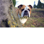 cute bulldog